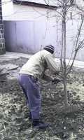 Подрезка фруктовых деревьев в Донецке Фото к объявлению