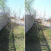 Подрезка фруктовых деревьев в Донецке Донецк фото 2