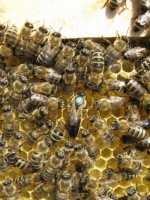 Пчёлы.Пчелиные плодные (меченые) матки Карпатка Славянск фото 